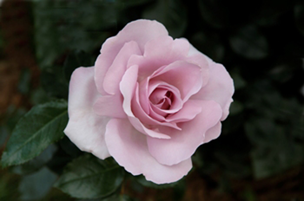 In the name of the rose…