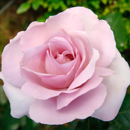 Roses for a cause…